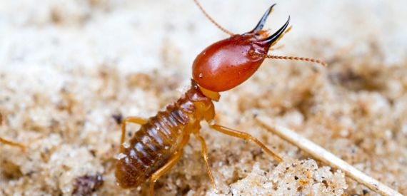 Termite Control Services